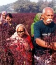 Organic India, Tulsi sweet rose thumbnail