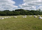 Companion, ribbestrikket ullsokk med forsterket såle fra Corrymoor, lys mosegrønn (alle str) thumbnail