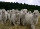 Gentle-top, tynn ullsokk lang ribbestrikk fra Corrymoor, lys mosegrønn (str 41-45) thumbnail