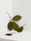 Økologisk Earl Grey fra Cocoon Tea Artisans- Refill (pose te) thumbnail