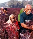 Organic India, Tulsi green tea jasmin (B.F.: 30.11.23) thumbnail