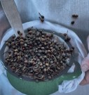 Villpepper hel (Voatsiperifery), 100g, løsvekt (ikke sertifisert øko) - midlertidig utsolgt thumbnail
