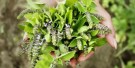 Tulsi turmeric ginger, økologisk te fra Organic India, teposer thumbnail