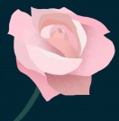 Rose Absolute – Rose Eterisk Olje (20% i jojoba) fra The Nature of Things,  5ml thumbnail