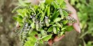Tulsi sweet rose, økologisk te fra Organic India, teposer thumbnail