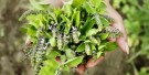 Tulsi moringa, økologisk te fra Organic India, teposer (d: 18.09.23) thumbnail
