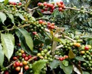 Sumatra Gayo, 250g hele bønner, Stavanger Brenneri, økologisk  - midlertidig utsolgt thumbnail