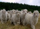 CORRYMOOR WOODLANDER SOKKER natur (STR 37-41, STR 41-45) thumbnail