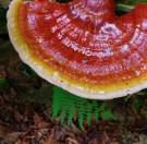 Fungybar, Feel Calm med Reishi thumbnail
