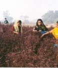 Organic India, Tulsi grønn te ashwagandha thumbnail