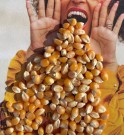 Økologisk popcorn, 500g, løsvekt thumbnail