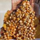 Økologisk popcorn, 500g, løsvekt thumbnail