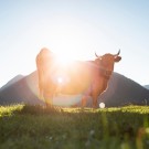 TALGKREM NATURELL fra Ærlig by Walle, 60ML thumbnail