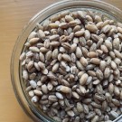 Byggryn / Perlebygg,  økologisk fra Holli Mølle, 500g, løsvekt thumbnail