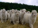 Gentle-top, tynn ullsokk lang ribbestrikk, Corrymoor, okergul thumbnail