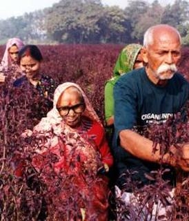Organic India - Tulsi Te