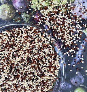 Quinoa hvit, sort og rød, hel, økologisk 500g 