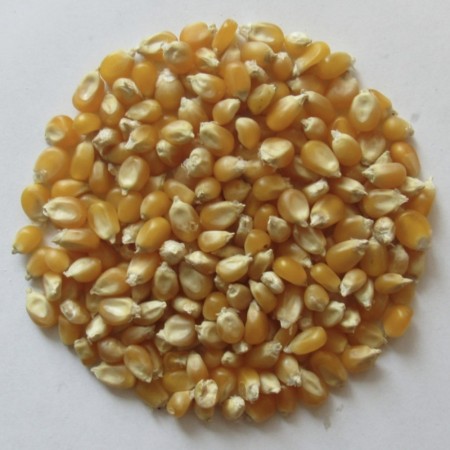 Økologisk popcorn, 500g
