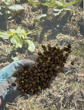 Grønn Sichuanpepper (ikke økologisk), 100g, løsvekt